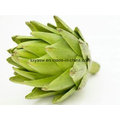 Artichoke Extract 2.5% 5% Cynarin